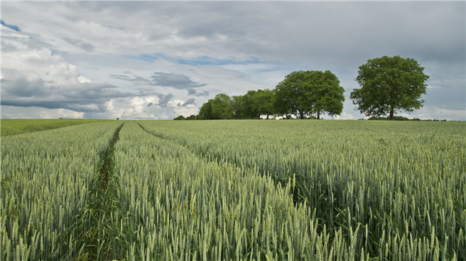 TIPP und CETA bedrohen die bäuerliche Landwirtschaft © pixabay.com