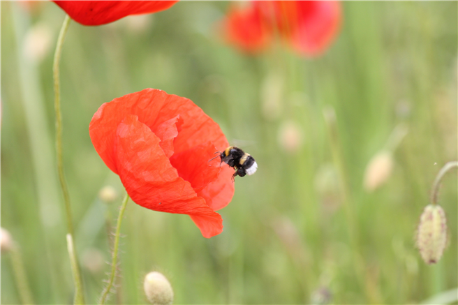 Foto: Mellifera e.V.