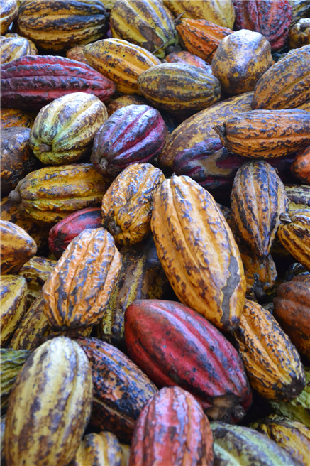 Seit 2012 entsteht im Osten Nicaraguas die eigene Kakaoplantage El Cacao. © Ritter Sport