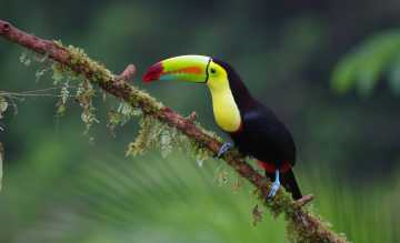 Eine neue Reise führt Natur- und Tierfans nach Costa Rica in ein Ökoparadies mit 350.000 Tierarten und einsamen Stränden. Foto: Wikinger-Reisen