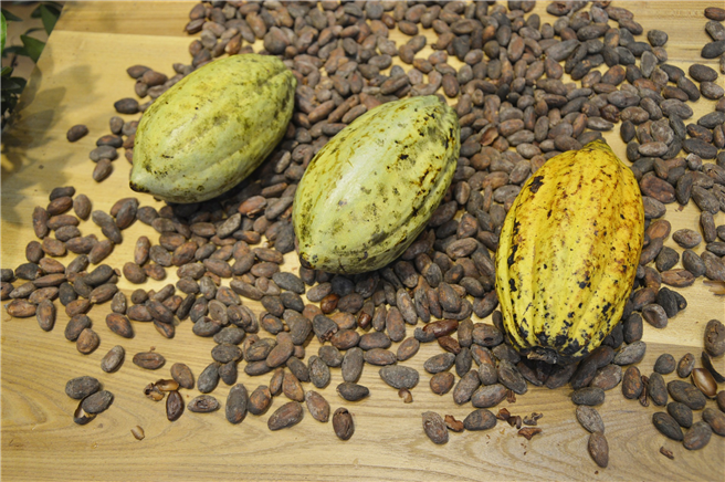 Der aktuelle Preissturz für Kakao verschärft die Armut in der Elfenbeinküste. © pixabay.de