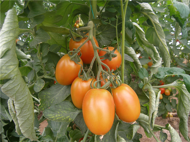 BioAct Prime DC schützt die Wurzeln von Tomatenpflanzen und hilft Gemüseanbauern, Erträge und Profitabilität zu erhöhen. © Bayer AG