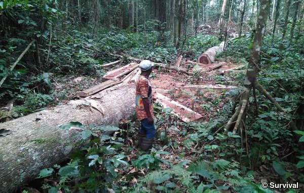 Dieses Bild wurde von Baka-'Pygmäen' Ende 2016 aufgenommen, als sie berichteten, illegalen Holzeinschlag auf ihrem Land beobachtet zu haben. © Survival International