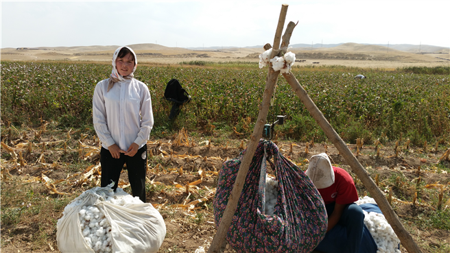Baumwollernte in Kirgisistan © KAYA und KATO