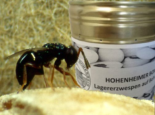 Lagererzwespen können als natürliche Schädlingsbekämpfung eingesetzt werden. © Universität Hohenheim/Prof. Dr. Johannes Steidle 