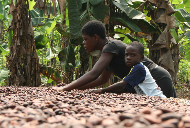 Kind hilft auf der Farm der Eltern beim Trocknen der Bohnen, Ghana © Südwind/Christina Schröder