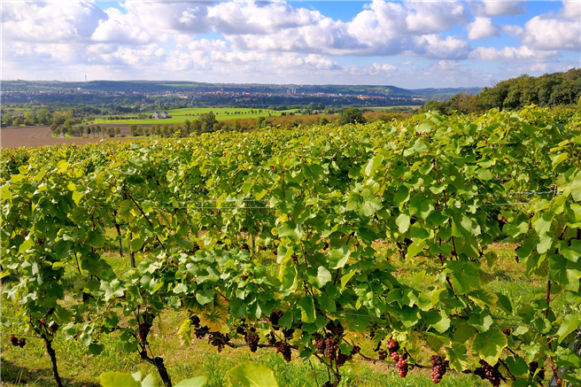 Weinreben auf den Forschungsflächen von LIFE-VinEcoS © LIFE-VinEcoS/Landesweingut Kloster Pforta