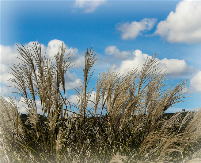 Die Universität Hohenheim will das Miscanthus-Schilfgras als Biomasse für die Energiegewinnung verwenden. © pixabay.de