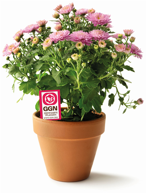 Blumen- und Pflanzenfreunde können jetzt unter GGN.ORG nachvollziehen, woher ihre Pflanze stammt und sich über Farmer und ihre Anbaumethoden informieren. © GLOBALG.A.P. / Floortje