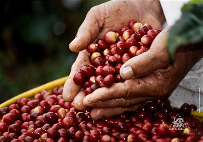 Das erste World Coffee Producers Forum entwickelt Roadmap zur Bewältigung gemeinsamer Herausforderungen © www.cafedecolombia.com