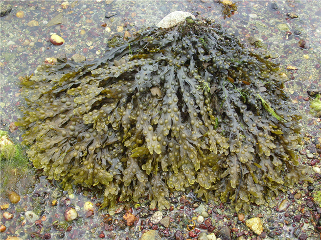  Der Blasentang (Fucus vesiculosus) ist eine in der Ostsee weit verbreitete Braunalge. Ihre Inhaltsstoffe sollen für die Medizin nutzbar gemacht werden. © Marion Zenthoefer/CRM