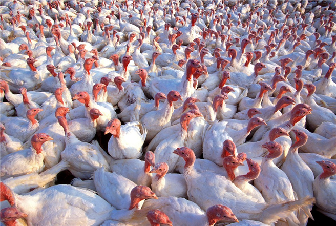 Der steigende Einsatz der Reserveantibiotika und der globale Fleischhandel erhöhen das Resistenzrisiko. ©tpsdave, pixabay