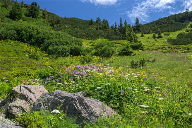 Alpine Wiesenvielfalt auf der Planneralm in der Steiermark, Österreich. Foto: Gernot Kunz