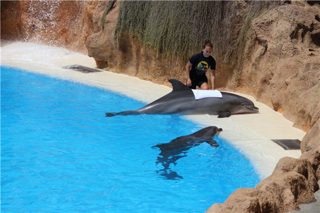 Präsentation der Hilfsmaßnahmen für einen gestrandeten Großen Tümmler im Loro Parque. © Gerrit Licht