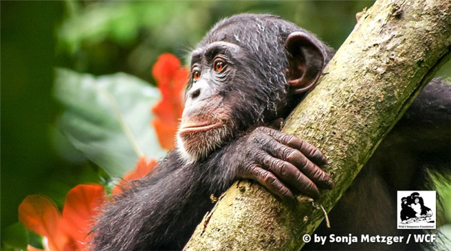 Der westafrikanische Schimpanse ist vom Aussterben bedroht - umso wichtiger ist der neue Nationalpark.