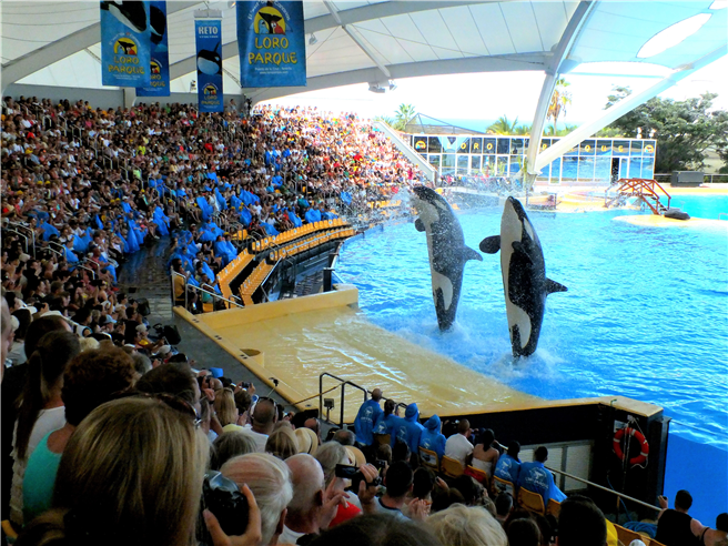 Mehr als eine Millionen Besucher lassen sich jährlich von der Präsentation der Orcas im Loro Parque begeistern. Loro Parque unterstützt zudem den Schutz gefährdeter Meerestiere, darunter auch bedrohter Orca-Populationen und Papageien, seit kurzem auch von Löwen, mit 10 % der Eintrittseinnahmen. © zoos.media