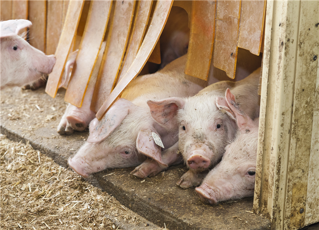 Schweine auf der Versuchsstation der Universität Hohenheim. © Universität Hohenheim / Sacha Dauphin 