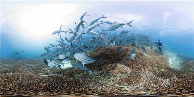 Die Auswirkungen des Korallensterbens sind sowohl für die Tierwelt auch für den Menschen verheerend. © Exposure Labs 