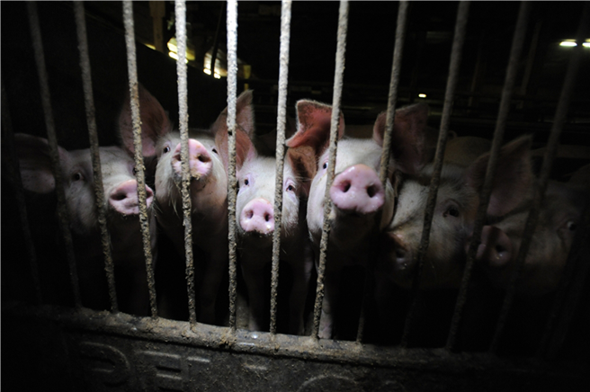 Der Deutsche Tierschutzbund fordert bessere Bedingungen für Tiere in der Landwirtschaft, etwa in der Schweinehaltung. © Jo-Anne McArthur