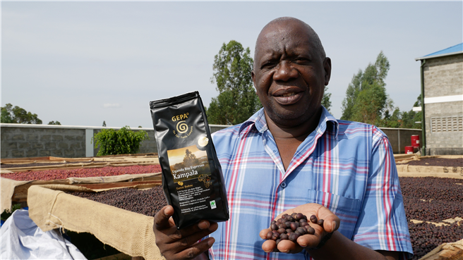 Stanley Maniragaba, Betriebsleiter des Kooperativenverbands ACPCU, von dem die GEPA Bio-Robusta-Kaffee bezieht, sagt dazu: ‚Der Regen kommt zu unvorhergesehenen Zeiten. Und wenn er kommen sollte, bleibt er aus. Die Bauern haben Ernteeinbrüche erlitten. Deshalb verlieren sie gleich zweifach: Einkommen und Nahrungssicherheit.‘ Foto: GEPA – The Fair Trade Company/A. Welsing