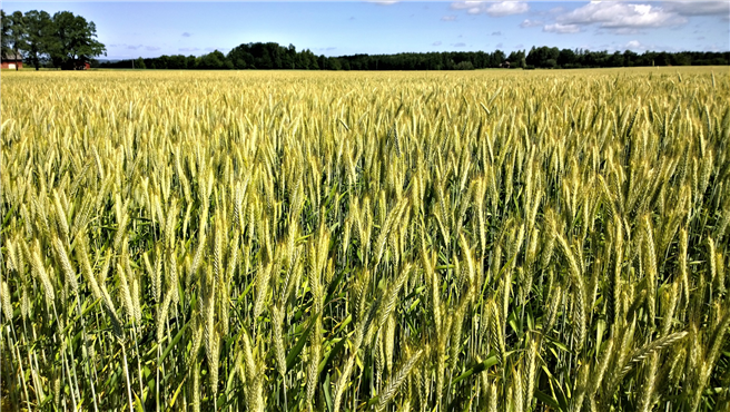 Deutschland verspricht 20 Millionen Euro für Klimaschutz von Kleinbauern in Entwicklungsländern. © lenalindell20 / pixabay.com