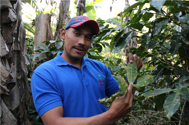 Beschädigte Kaffeepflanze bei RAOS, Honduras Durch den Klimawandel gibt es in Kaffeeanbauregionen von Honduras bereits jetzt Ernteausfälle von 60 bis 70 Prozent. Betroffen sind auch GEPA-Handelspartner wie die Mitglieder der Genossenschaft RAOS. Auch Krankheiten, die die Kaffeepflanzen befallen, werden begünstigt. Foto: GEPA – The Fair Trade Company/A. Welsing