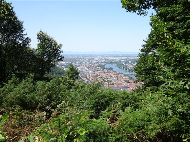 Blick vom Heidelberger Stadtwald oberhalb des Schlosses auf Heidelberg. © PEFC Deutschland