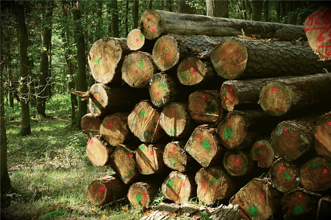 Bei der Kaskadennutzung wird das Holz mit einer Quote von 46 Prozent deutlich effizienter verwendet als bei der einfachen Nutzung, die auf 21 Prozent kommt. © congerdesign, pixabay
