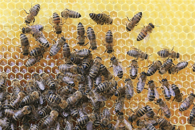 Die Varroa-Milbe kann innerhalb von ein bis drei Jahren ein Bienenvolk komplett ausrotten. © sumx, pixabay