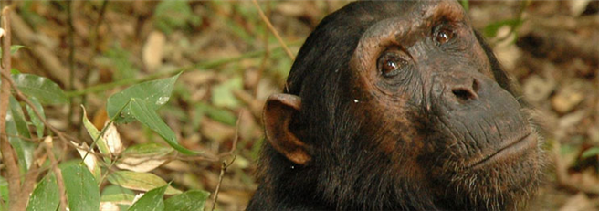 Im Mahale Mountains Nationalpark lebt die größte Schimpansen-Population Ostafrikas. © Carbon Tanzania