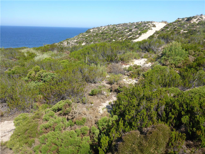 Typische Küstendünen mit in Portugal heimischen Arten, vor allem Stauracanthus, Portugiesische Krähenbeere, Zistrosen und Kiefer. © André Große-Stoltenberg