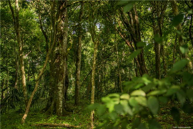 Dichter Wald in Petén, Guatemala © Sergio Izquierdo
