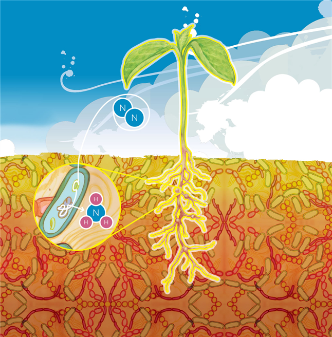 Fokus von Joyn Bio ist die Stickstoff-Fixierung zur Verbesserung der Nachhaltigkeit der Landwirtschaft. © Bayer AG