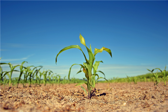 UN-Report bestätigt Kritik an großflächigen Agrar-Investitionen. © Voti / pixabay.com