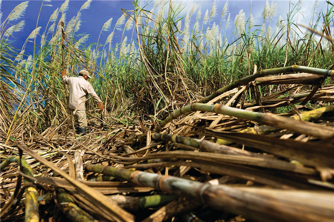 Durch den exzessiven Anbau von Zuckerrohr war 3000 Betroffenen, aus 5 Dörfern im Nordwesten Kambodschas, die Lebensgrundlage genommen. © Momolebo2020, Pixabay.com