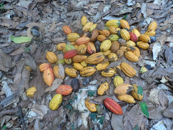 Auf der World Cocoa Conference wird über die Zukunft des Kakaosektors diskutiert. © SÜDWIND e.V.