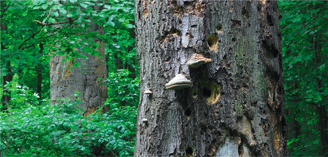 Der Wald bietet ein Netzwerk symbiotischer Beziehungen und ist damit Lebensgrundlage für Pflanzen, Tiere und Menschen. © Rainer Kant