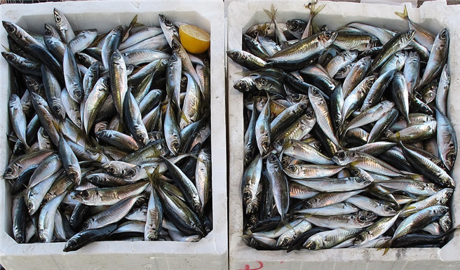 Die Fischereibranche ist auf gesunde Fischbestände angewiesen © anaterate, pixabay
