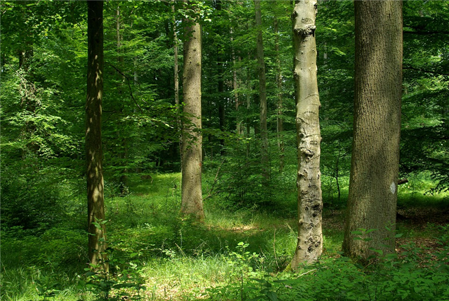 Mischwälder sind Monokulturen nicht nur ökologisch sondern auch ökonomisch überlegen © swaskalon, pixabay