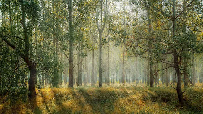 Am Anfang war der Wald. Bis irgendwann der Mensch auf die Idee kam, eine Lichtung in den Wald zu schlagen. © valiunic, pixabay