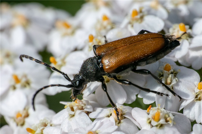 Insekten brauchen dringend unseren Schutz, damit die Biodiversität erhalten bleibt. © mike3004, pixabay