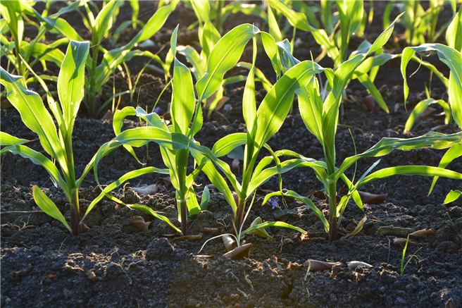 Bio-Pflanzenzüchter gelingt es, dass Öko-Sorten erfolgreich ohne chimisch-symthetische Pflanzenschutzmittel oder Kunstdünger gedeihen. © Pexels, pixabay.com