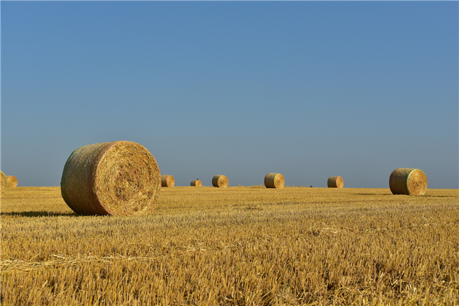 In der UN-Erklärung unterstützt das Europäische Parlament die Rechte von Kleinbauern und anderen Menschen, die in ländlichen Regionen arbeiten. © ulleo, pixabay.com