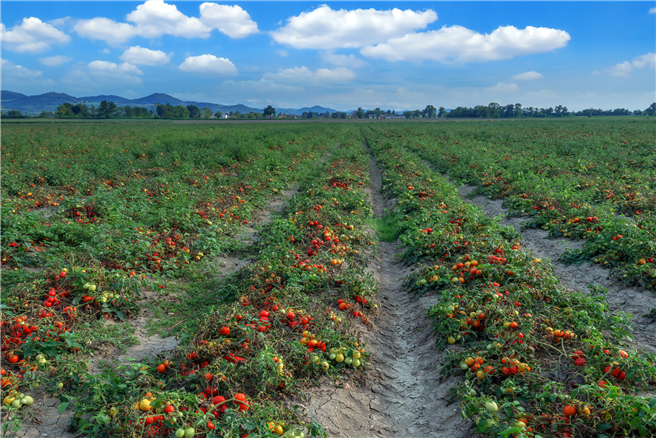 Tomatenfeld mit gesunden Pflanzen. © Bayer AG