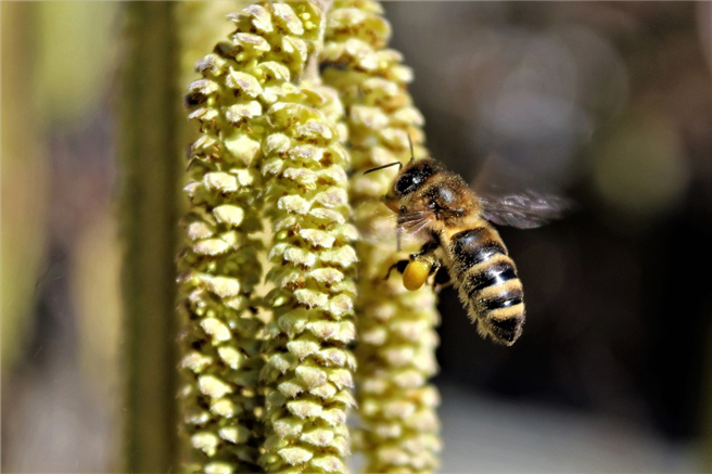 Die Blüten heimischer Sträucher wie Haselnüsse erfreuen die Bienen schon im Februar. © Monikas_Wunderwelt, pixabay.com