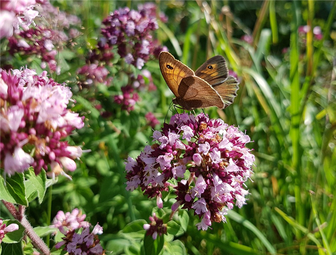 Einheimische Pflanzen wie Dost sind nicht nur für Bienen eine willkommene Nahrungsquelle. © cocoparisienne, pixabay.com