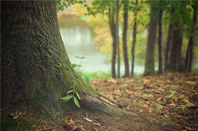 Beim Thema Hambacher Wald soll die Bundesregierung vermitteln. © Picography, pixabay.com