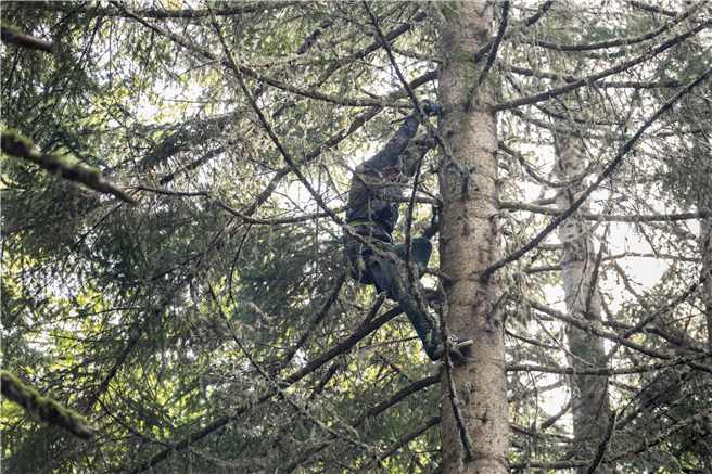 Gefährliche Arbeitsbedingungen: Gemeinsam sorgen toom und Fair Trees dafür, dass die Erntehelfer nur noch gesichert und mit Schutzausrüstung arbeiten. Copyright: toom