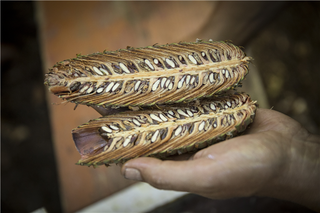 Die Zapfen der Nordmanntannen in der georgischen Region Racha tragen die wertvollen Samen für die deutschen Weihnachtsbäume. Copyright: toom