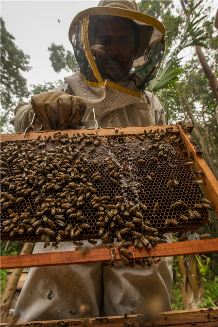 Symbolbild der Bienenzucht auf einem Rainforest-Alliance-zertifizierten Betrieb in Guatemala. © Sergio Izquierdo 